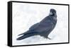 The common raven is a large all-black passerine bird found across the Northern Hemisphere.-Richard Wright-Framed Stretched Canvas