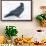 The common raven is a large all-black passerine bird found across the Northern Hemisphere.-Richard Wright-Framed Photographic Print displayed on a wall