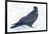 The common raven is a large all-black passerine bird found across the Northern Hemisphere.-Richard Wright-Framed Photographic Print