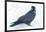 The common raven is a large all-black passerine bird found across the Northern Hemisphere.-Richard Wright-Framed Photographic Print