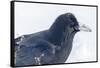 The common raven is a large all-black passerine bird found across the Northern Hemisphere.-Richard Wright-Framed Stretched Canvas