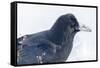 The common raven is a large all-black passerine bird found across the Northern Hemisphere.-Richard Wright-Framed Stretched Canvas