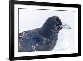 The common raven is a large all-black passerine bird found across the Northern Hemisphere.-Richard Wright-Framed Photographic Print