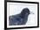 The common raven is a large all-black passerine bird found across the Northern Hemisphere.-Richard Wright-Framed Photographic Print
