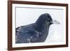 The common raven is a large all-black passerine bird found across the Northern Hemisphere.-Richard Wright-Framed Photographic Print