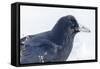 The common raven is a large all-black passerine bird found across the Northern Hemisphere.-Richard Wright-Framed Stretched Canvas