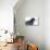 The common raven is a large all-black passerine bird found across the Northern Hemisphere.-Richard Wright-Stretched Canvas displayed on a wall