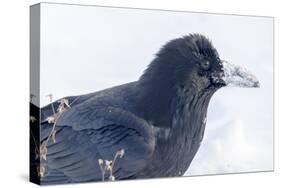 The common raven is a large all-black passerine bird found across the Northern Hemisphere.-Richard Wright-Stretched Canvas