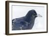 The common raven is a large all-black passerine bird found across the Northern Hemisphere.-Richard Wright-Framed Photographic Print