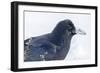 The common raven is a large all-black passerine bird found across the Northern Hemisphere.-Richard Wright-Framed Photographic Print