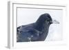 The common raven is a large all-black passerine bird found across the Northern Hemisphere.-Richard Wright-Framed Photographic Print