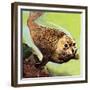 The Common Seal-English School-Framed Giclee Print