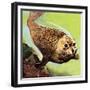 The Common Seal-English School-Framed Giclee Print