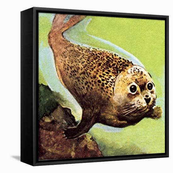 The Common Seal-English School-Framed Stretched Canvas