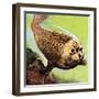 The Common Seal-English School-Framed Giclee Print