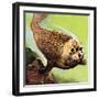 The Common Seal-English School-Framed Giclee Print