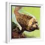 The Common Seal-English School-Framed Giclee Print