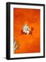 The conquest III, 2001,(oil on linen)-Cristina Rodriguez-Framed Giclee Print
