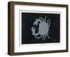 The Constellation of Cancer the Crab-Charles F. Bunt-Framed Art Print