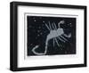 The Constellation of Scorpio, the Scorpion-null-Framed Art Print