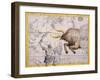 The Constellation of Taurus the Bull and Orion by James Thornhill-Stapleton Collection-Framed Giclee Print