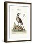 The Coot-Footed Tringa, 1749-73-George Edwards-Framed Giclee Print