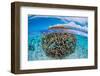 The Coral Ball-Barathieu Gabriel-Framed Photographic Print