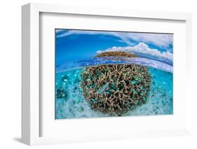 The Coral Ball-Barathieu Gabriel-Framed Photographic Print