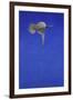 The Corkscrew Stoop; Peregrine Falcon-Tim Hayward-Framed Giclee Print