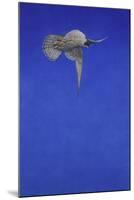 The Corkscrew Stoop; Peregrine Falcon-Tim Hayward-Mounted Giclee Print
