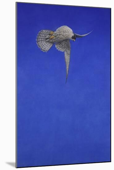 The Corkscrew Stoop; Peregrine Falcon-Tim Hayward-Mounted Giclee Print