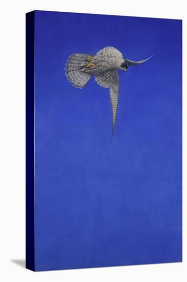 The Corkscrew Stoop; Peregrine Falcon-Tim Hayward-Stretched Canvas