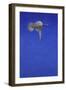 The Corkscrew Stoop; Peregrine Falcon-Tim Hayward-Framed Giclee Print