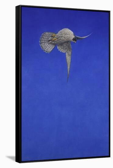 The Corkscrew Stoop; Peregrine Falcon-Tim Hayward-Framed Stretched Canvas