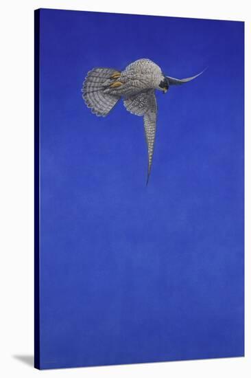 The Corkscrew Stoop; Peregrine Falcon-Tim Hayward-Stretched Canvas