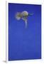 The Corkscrew Stoop; Peregrine Falcon-Tim Hayward-Framed Giclee Print