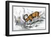 The Corsican Musmon-John Stewart-Framed Art Print