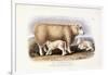 The Cotswold Breed, Ewe, 8 Years Old, 1840-1842-William Shiels-Framed Giclee Print