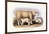 The Cotswold Breed, Ewe, 8 Years Old, 1840-1842-William Shiels-Framed Giclee Print