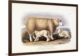 The Cotswold Breed, Ewe, 8 Years Old, 1840-1842-William Shiels-Framed Giclee Print