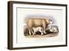 The Cotswold Breed, Ewe, 8 Years Old, 1840-1842-William Shiels-Framed Giclee Print