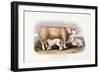 The Cotswold Breed, Ewe, 8 Years Old, 1840-1842-William Shiels-Framed Giclee Print