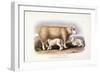 The Cotswold Breed, Ewe, 8 Years Old, 1840-1842-William Shiels-Framed Giclee Print