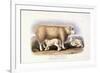 The Cotswold Breed, Ewe, 8 Years Old, 1840-1842-William Shiels-Framed Giclee Print