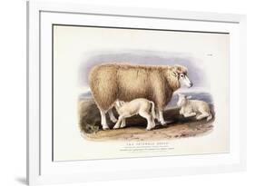 The Cotswold Breed, Ewe, 8 Years Old, 1840-1842-William Shiels-Framed Giclee Print