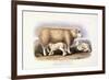 The Cotswold Breed, Ewe, 8 Years Old, 1840-1842-William Shiels-Framed Giclee Print