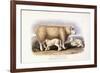 The Cotswold Breed, Ewe, 8 Years Old, 1840-1842-William Shiels-Framed Giclee Print