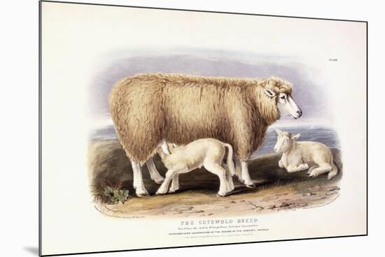 The Cotswold Breed, Ewe, 8 Years Old, 1840-1842-William Shiels-Mounted Giclee Print