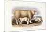 The Cotswold Breed, Ewe, 8 Years Old, 1840-1842-William Shiels-Mounted Giclee Print