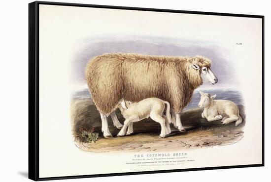 The Cotswold Breed, Ewe, 8 Years Old, 1840-1842-William Shiels-Framed Stretched Canvas